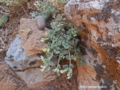 Teucrium alpestre