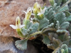 Teucrium alpestre
