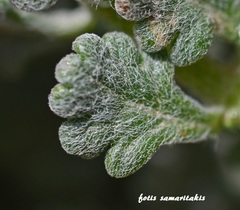 Teucrium alpestre