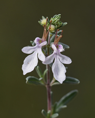 Teucrium brevifolium