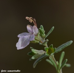 Teucrium brevifolium