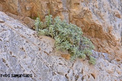 Teucrium cuneifolium