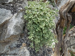 Teucrium cuneifolium