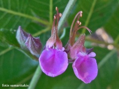 Teucrium divaricatum