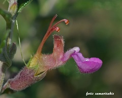Teucrium divaricatum
