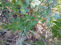 Teucrium divaricatum