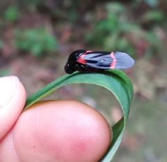 Cosmoscarta abdominalis