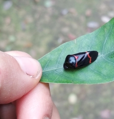 Cosmoscarta abdominalis