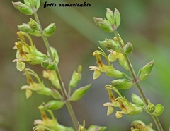 Teucrium flavum hellenicum