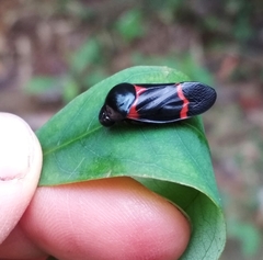 Cosmoscarta abdominalis