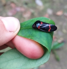 Cosmoscarta abdominalis