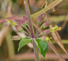 Teucrium flavum hellenicum