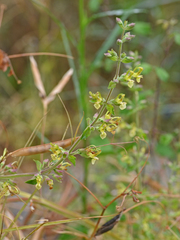 Teucrium flavum hellenicum