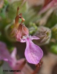 Teucrium microphyllum