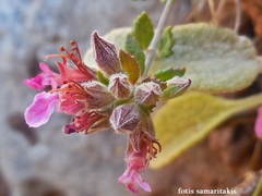 Teucrium microphyllum