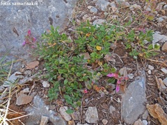 Teucrium microphyllum