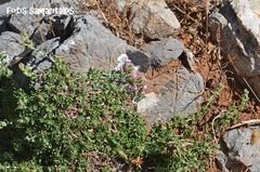 Teucrium microphyllum