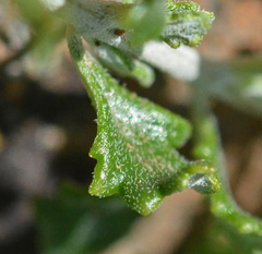 Teucrium microphyllum
