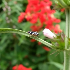 Macugonalia leucomelas