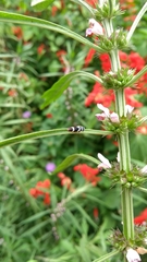 Macugonalia leucomelas