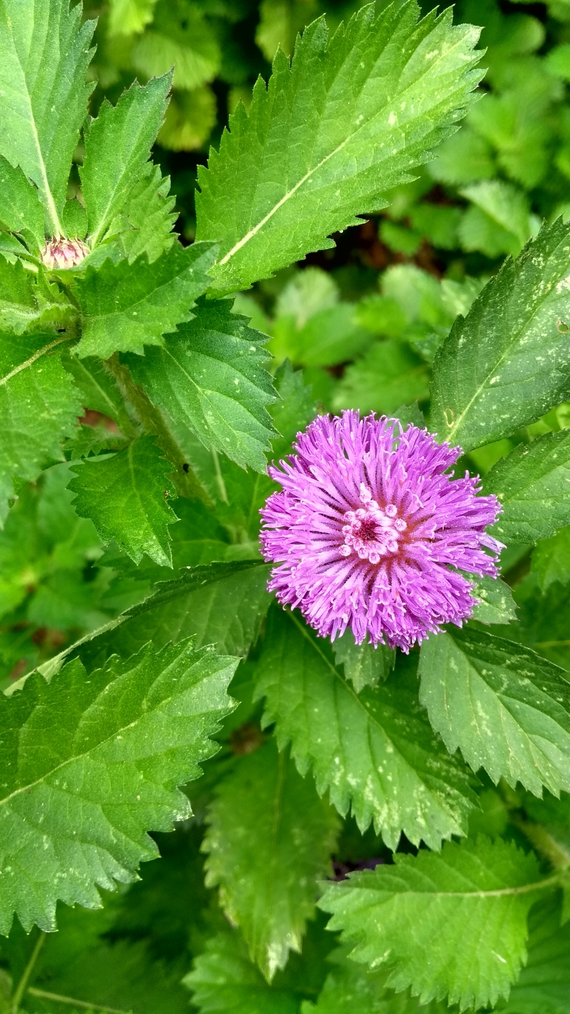 Centratherum punctatum