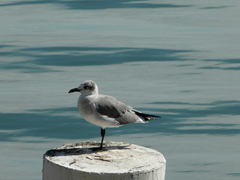 Leucophaeus atricilla