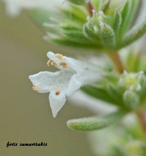 Thymbra calostachya