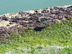 Calidris minutilla