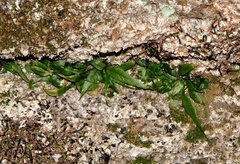 Asplenium ruprechtii