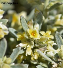 Thymelaea tartonraira argentea