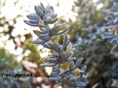 Thymelaea tartonraira argentea