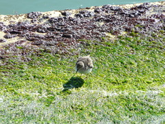 Calidris minutilla