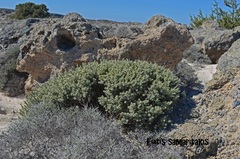 Thymelaea tartonraira argentea