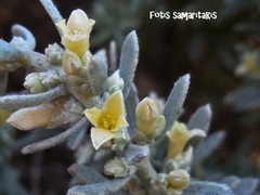 Thymelaea tartonraira argentea