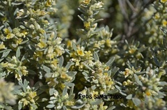 Thymelaea tartonraira argentea