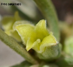 Thymelaea tartonraira angustifolia