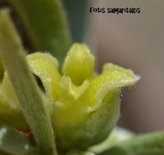 Thymelaea tartonraira angustifolia