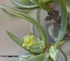 Thymelaea tartonraira angustifolia