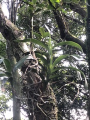 Cleisostoma paniculatum