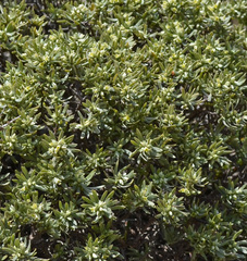 Thymelaea tartonraira angustifolia