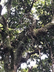 Cleisostoma paniculatum