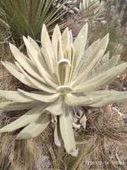 Espeletia pycnophylla