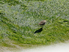 Calidris minutilla