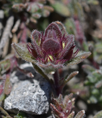 Thymus leucotrichus