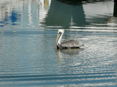 Pelecanus occidentalis