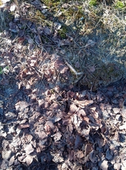 Ptychostomum bornholmense