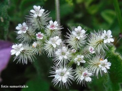 Torilis leptophylla