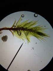 Ptychostomum bornholmense