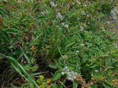 Torilis leptophylla