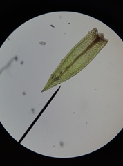 Ptychostomum bornholmense